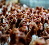 „Неудържимата“ епидемия от птичи грип тревожи холандските фермери