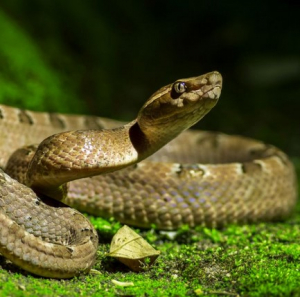 Змиите могат да изпитват оргазъм