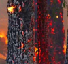 Заради климатичните промени се развихрят горски пожари