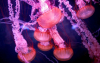 Учени откриха какво прави „безсмъртната медуза“ безсмъртна