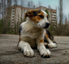 Кучетата на Чернобил