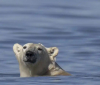 Полярните мечки изчезват от „световната столица на полярните мечки“ в Канада