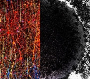 Учени намериха доказателства, че мозъкът може да създава структури в 11 измерения