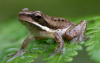 Женските жаби използват намигването като тактика за флирт
