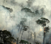 Тропическите гори на Амазонка през последното десетилетие излъчват повече СО2, отколкото поглъщат