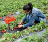 След Брекзит: Ще заменят ли шотладците берачите на ягоди от Източна Европа