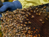Нова Зеландия се дави в мед след бума в пчеларството