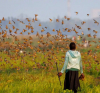 Кения обяви война на милионите птици, нападащи посевите