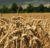 Поевтиняване на основните зърнени стоки на световните борсови