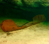 Археолозите откриха хилядолетно кану на маите на полуостров Юкатан