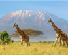Килиманджаро вече има  скоростен интернет, алпинистите могат да качват в Instagram