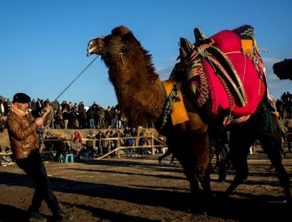 Фестивалът на бой с камили: Турската традиция, която отказва да чуе за правата на животните