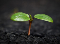 Учени откриха, че почвата има памет