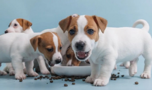 Ветеринар с ценен съвет: Може да удължите живота на кучето с малка промяна в диетата