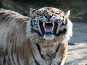 „Хартиеният тигър“ показва зъби: Путин с една фраза вбесява Тръмп, а руските дронове плашат MI6