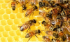 Знаете ли колко живеят пчелите?