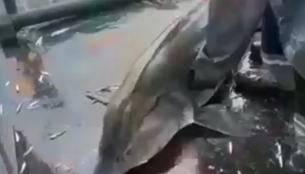 Български рибари с нечувана постъпка, хвърлиха цяло имане обртано в морето