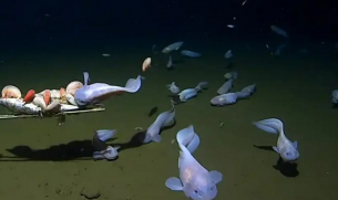 Ето как изглежда най-дълбоководната риба