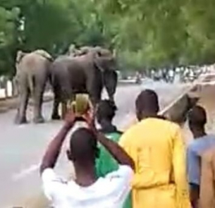 Стотици побеснели слонове вилнеят в град в Камерун, има убити