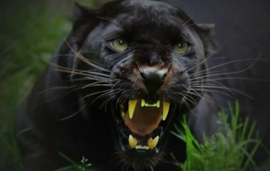 Скандална версия за черния леопард в Шумен слага край на сагата