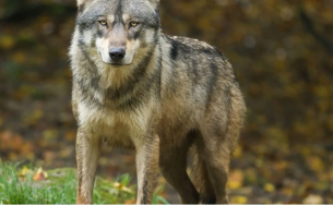 Невиждана история: Мъж спечели вълците и живя в глутница 2 години