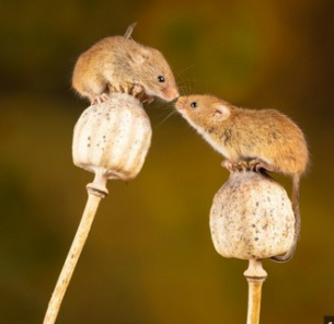 Създадоха бебета мишки от два мъжки гризача, скоро и хора