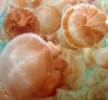 В уникалното езеро Медуза медузите умират
