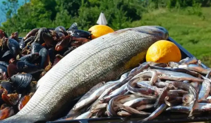 Най-вкусната риба в Черно море - хваната на харпун по Крайбрежието на Добруджа
