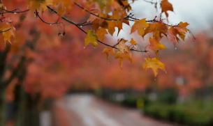 Времето днес, прогноза за понеделник, 1 декември: Слънчево, леко повишаване на температурите