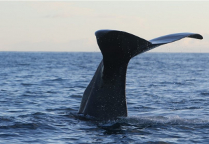 Как китовете могат да помогнат на хората да живеят 200 години