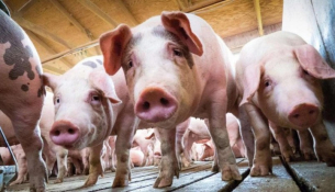 Създадоха пържоли от месо, но без да се убиват животни