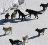 Нидерландски съд забрани обстрела на вълци с пейнтбол