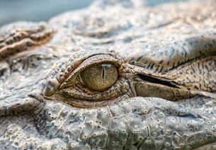 Лолонг, най-големият крокодил, регистриран и улавян някога в света