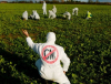 Ще отвори ли ЕС вратата за ГМО от второ поколение